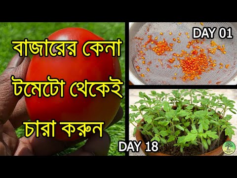 মাত্র ৬ দিনে টমেটোর বীজ থেকে চারা করুন / How to grow Tomato from Seeds / roof gardening