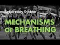 Exploring the Mechanics of Breathing