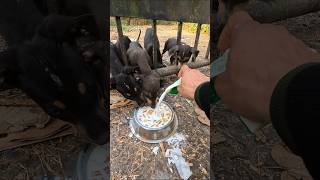 Food for Homeless puppy: A Small Act of Kindness 🐕