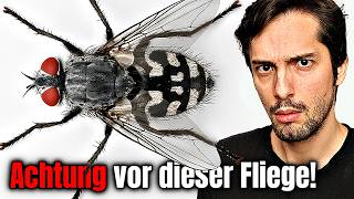 Fliege Europas legt unbemerkt Maden in deine Körperöffnungen!