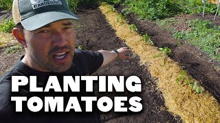 FINALLY Getting My Tomatoes In The Ground 🍅