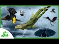 Animal Rain and Ballooning Behavior