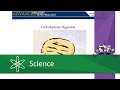 Carbohydrate Digestion and Functions