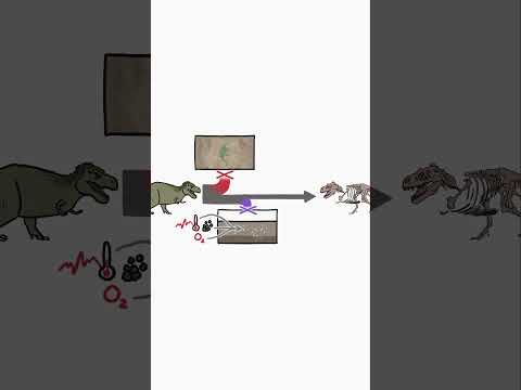 Por que é muito raro encontrar um esqueleto completo de um dinossauro?