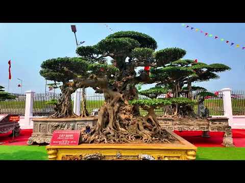 A commune-level bonsai exhibition