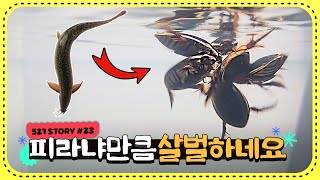 피라냐보다 더한 무시무시한 녀석들! 이건 뭐 뼈까지 사라져버리네요 ㄷㄷ
