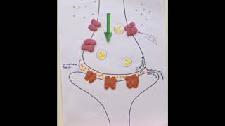 Wirkung von Muscarin an der Synapse