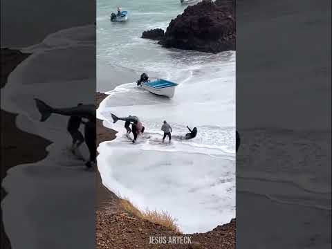 Una sirena es capturada en la playa