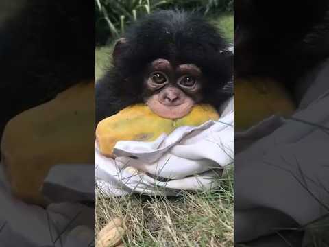 This little gorilla isn’t welcome #animals #shorts