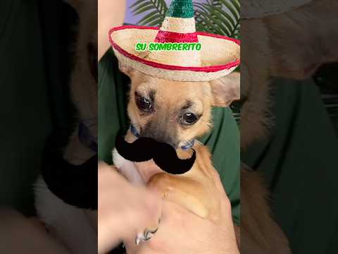 FILTROS RANDOM PARA PERRITOS #shorts