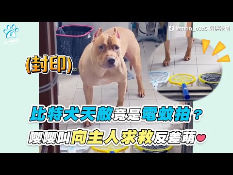 【比特犬天敵竟是電蚊拍？ 嚶嚶叫向主人求救反差萌❤】｜TikTok / lemon_o3z5｜IG / manto.diary