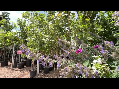 New study shows aspen trees could slow down wildfires in Colorado