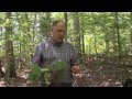 Dichotomous Keys and Leaf Identification