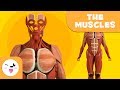 Understanding the Muscular System