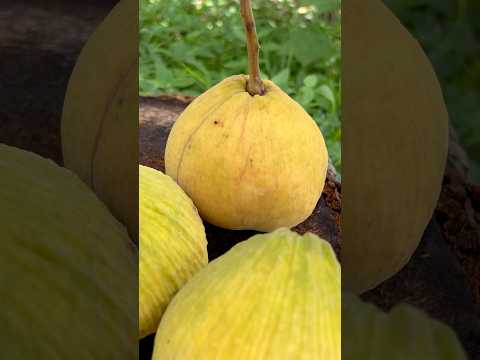 വെട്ടിക്കളയാഞ്ഞത് നന്നായി 🫠