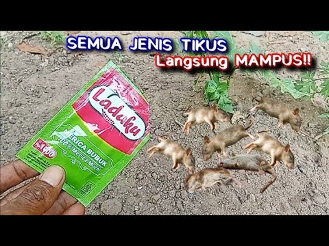 NGGAK PERLU BELI RACUN TIKUS LAGI !! CUKUP PAKAI BAHAN INI SEMUA JENIS TIKUS LANGSUNG MAMPUS
