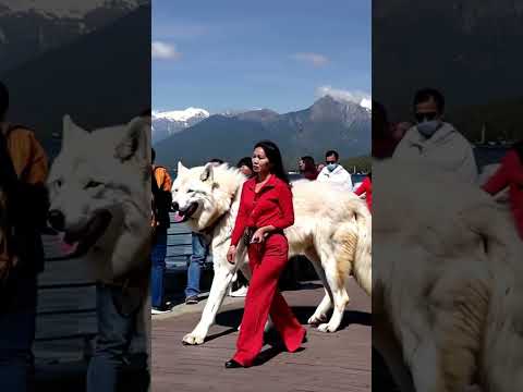 Training my Direwolf around people 🐺🥰💪#direwolves #wolf #wolves #pets #pet #dogs #dog #fyp