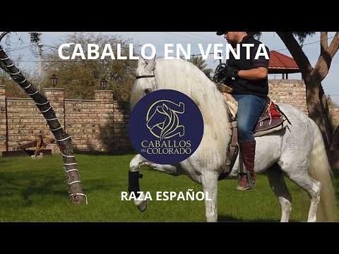 ELEGANTE - CABALLO ESPAÑOL EN VENTA