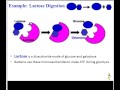 Lac Operon and Gene Regulation