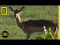 African Wildlife Observation and Behavior