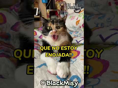 Cuando te preguntan y te enfadas por la pregunta ? #gatosgraciosos #gatos #humor #cat #comedia