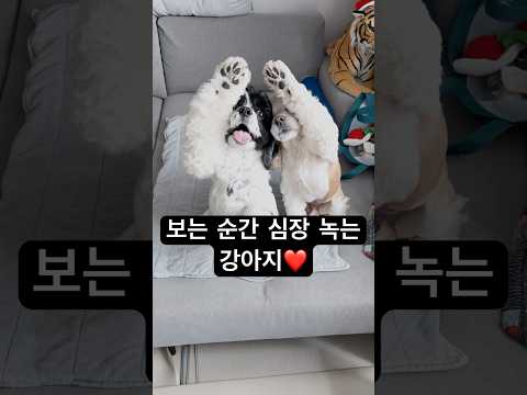 보는 순간 귀여워 심장어택 당하는 강아지 하트 #강아지하트 #PawHeart