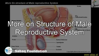 More on Structure of Male Reproductive System