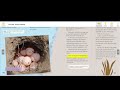 Turtle Patrol and Conservation Efforts