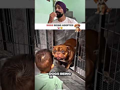 The Moment a Rescue Dog Realizes He's Safe.