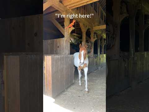 Horses have the BEST sense of humor.๐๐คฃ#horse #farm #funny #anmals #funnyvideo #farmanimalct