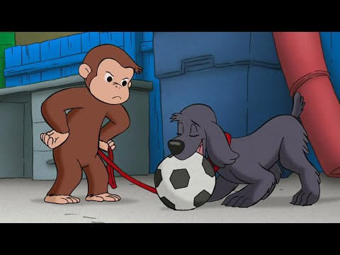 O Cachorro Jogador de Futebol do George! 🐵 George, o Curioso 🐵 Desenhos Animados