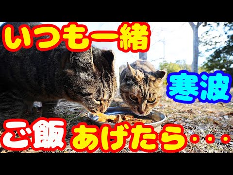 【最強寒波】いつも一緒に生きる猫にご飯をあげたら・・・ 地域猫ボランティアさん急逝後に火事エリア さくらねこたちへの給餌