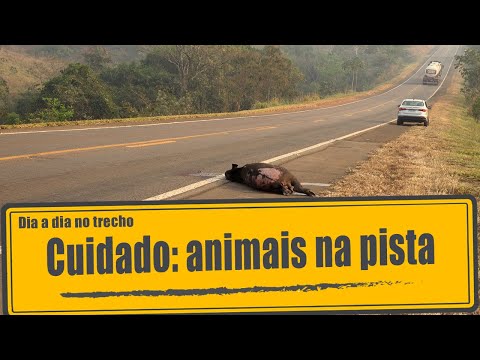 Cuidado: animais na pista