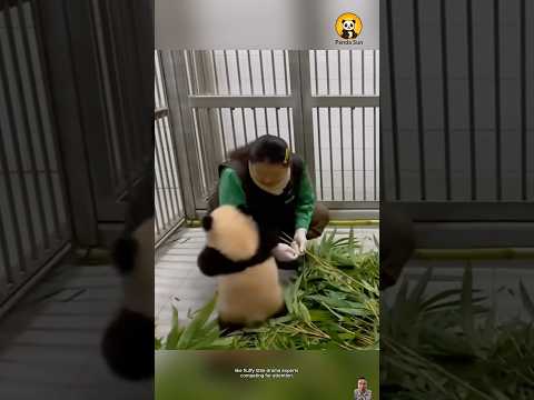 Bao family’s endless whining to nanny | 바오 가족의 끊임없는 애교 #둥이 #cute #funny #animals #cutepanda