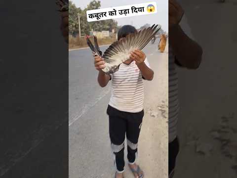 कबूतर को उड़ा दिया 😱#kabutarbazzi #shortsfeed #birds #ytshorts #birdslover #shorts #viralshort #pets
