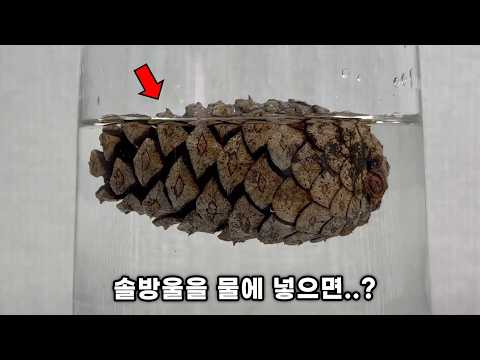 솔방울을 열어보세요. 내부에 엄청난 것이 들어있습니다 ㄷㄷ