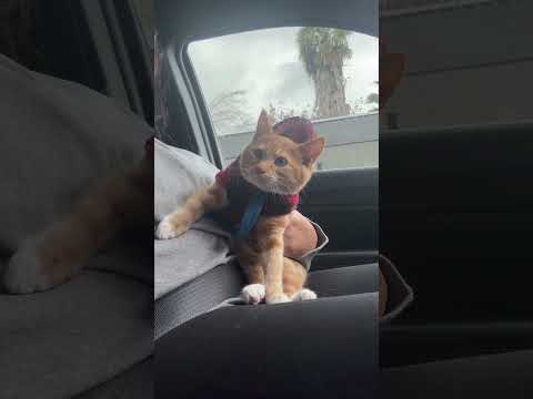 The video that started it all 🥹#seventheorangecat #orangekitten #pupcup #catfashion #catlover