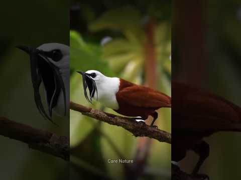 Top 6 Animal Categories Every Nature Lover Must Know