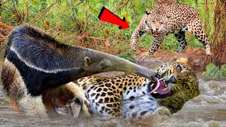 पंगा लेकर गलती करदी। दुनिया के सबसे ताकतवर जानवर। Most Powerful Animal In The World.