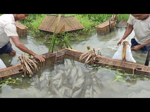 Amazing Fishing Videos - Traditional Fishing in Rural Village after Raining