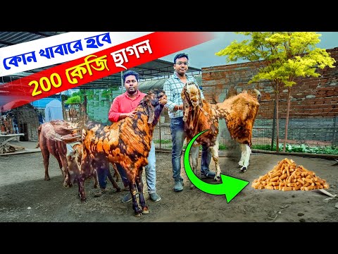 কোন খাবারে হবে ২০০ কেজির ছাগল | Cattle Feed | Best Goat Feed | Goat Farming | ছাগলের খামার