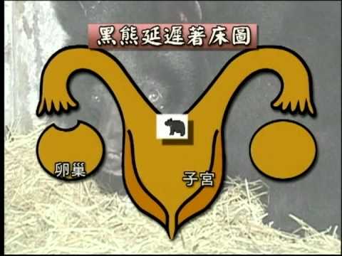台灣黑熊繁殖的奧秘 - YouTube(20分53秒)