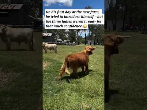 Bulls That Never Do What Farmers Expect #farm #cow #bull #funny