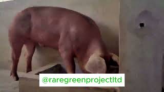 Why High-Quality Foreign Feeds are Essential for Healthy Pig Farming