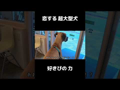 恋する超大型犬！やっと好きな人に会えた #shrots