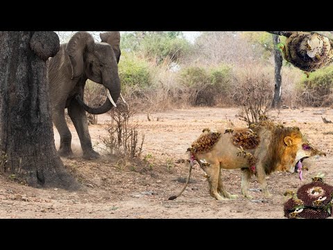 OMG- Lion Climbed a Tree To Escape Elephant Pursuit, Was Stung By Bees and Had a Swollen Face