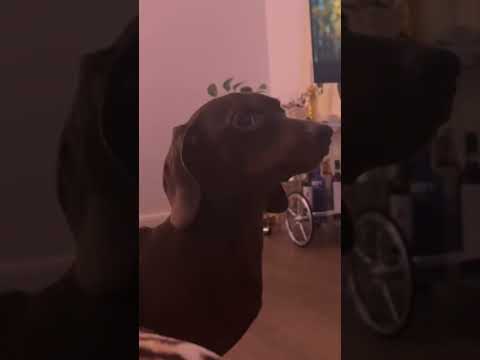 ich habe das gefühl, peanuts sucht nach vita coco wird täglich schlimmer #short #shorts #laratepp