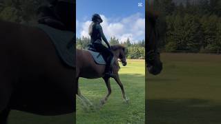 Min ponzeeee😻🐴