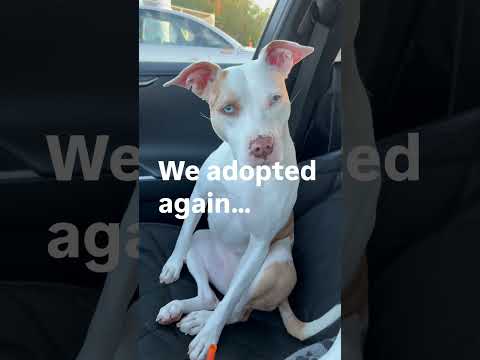 poundcake and milkshake deaf rescue dogs #shortsvideo #shorts #shortsviral #dog #love