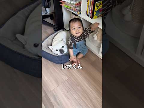 子供嫌いな愛犬だけど1歳児が側から離れたら寂しそうな顔をしてました… #犬 #赤ちゃん #フレンチブルドッグ